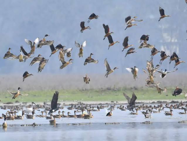 Okhla Bird Sanctuary 
